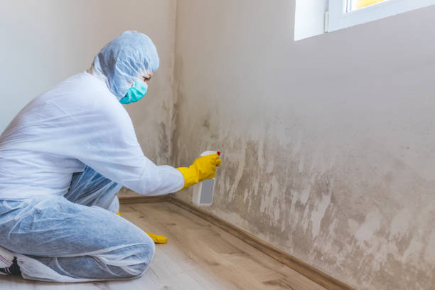 Licensed Black Mold Remediation service in Austin, TX - Mold Remediation HQ