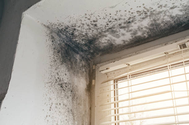 Affordable Black Mold Remediation solutions in Austin, TX