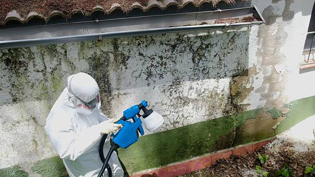 Top rated local Black Mold Remediation specialists in Austin, TX
